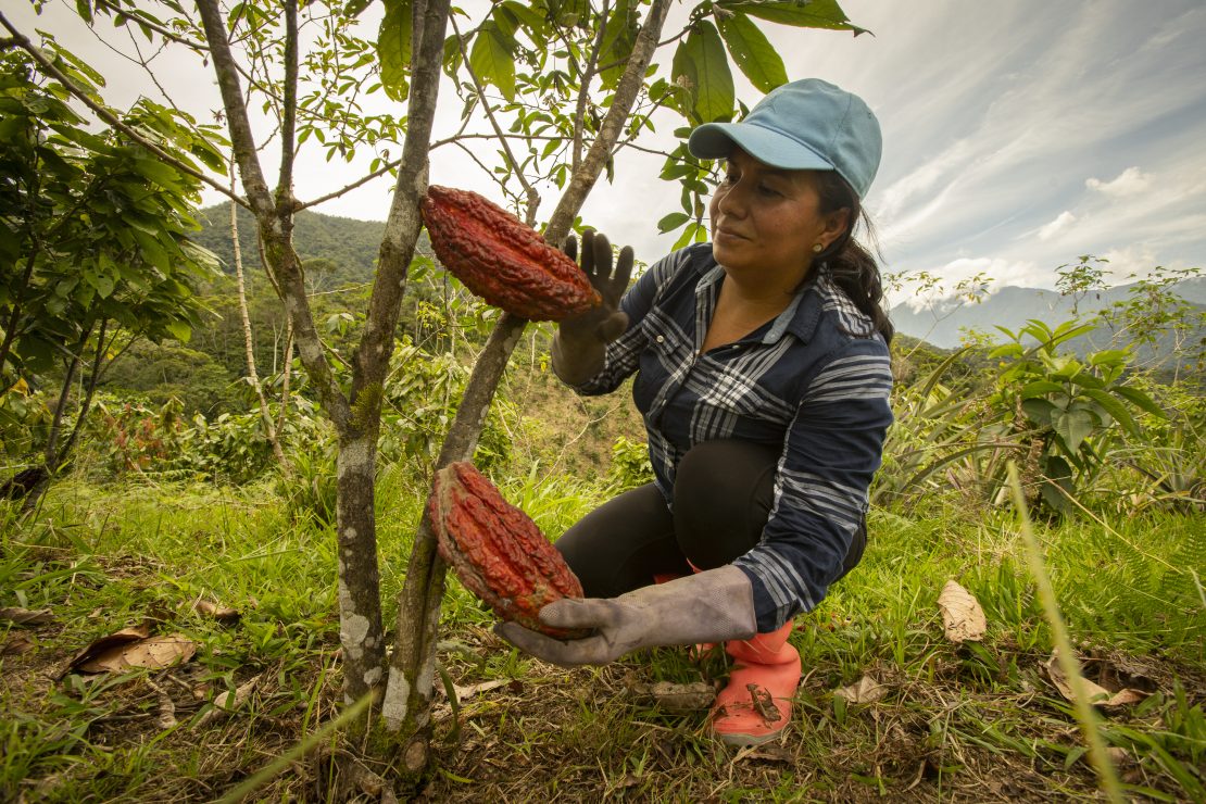 Woman harvesting sustainable coffee in Ecuador