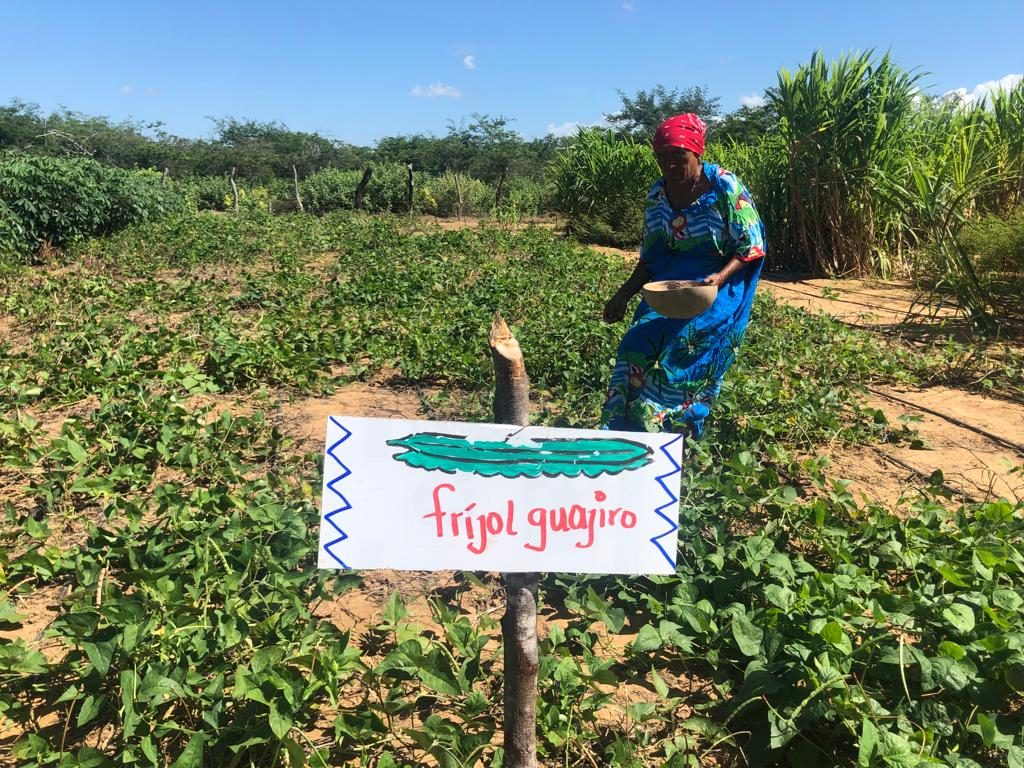 mujer en cultivo de frijol guajiro en Colombia