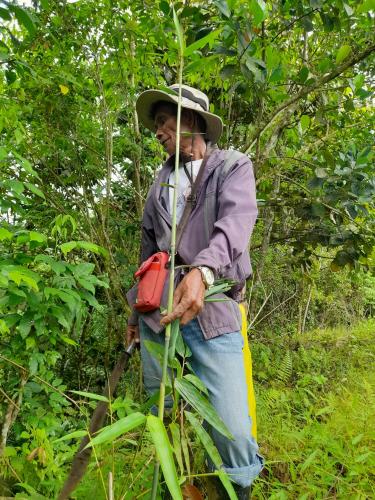 Bamboo plantation in the province of Bukidnon. Photo by: Bukda Organization