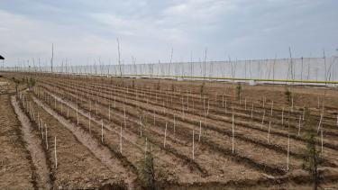 Tree planting in the Kasbi district of the Kashkadarya region