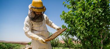 Apicultor en Afganistán
