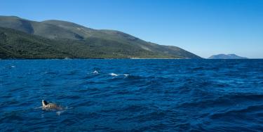 Turtle swimming in the waters of Karaburun Sazan Peninsula, the first and only national marine park of Albania