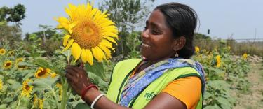 Woman with sunflower in Bangladesh
