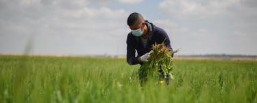 Agricultor en Palestina (Estado de)