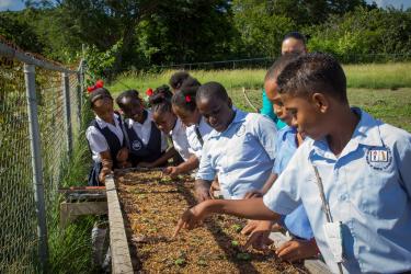 Children in Grenada planting seeds