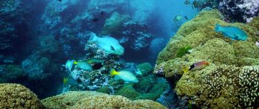 Récif corallien à Kiribati