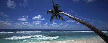 Arbol de palmera en una playa en Maldivas