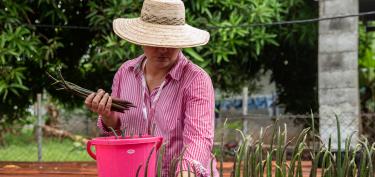 Mujer plantando manglares en Panamá