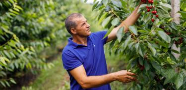 Man picking organic cherries in Moldova
