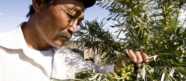Man farmer in Mongolia