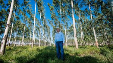 Person stading among a tree plantation in Paraguay