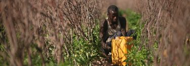 Somali man harvests his farm in Qoyta village