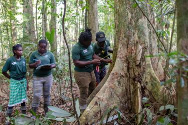 Des gardes-forestiers qui inspectent des arbres au Suriname