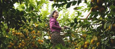 Woman picking fruit in Tajikistan