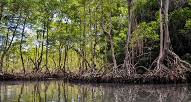 Manglares en República Dominicana