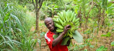 Hombre recolectando bananas en Ghana