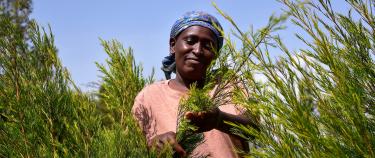 Une femme culitvant du thé au Kenya