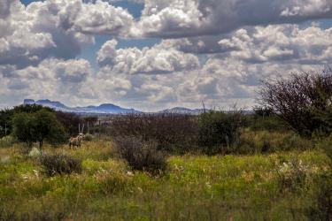 Orix en Namibia