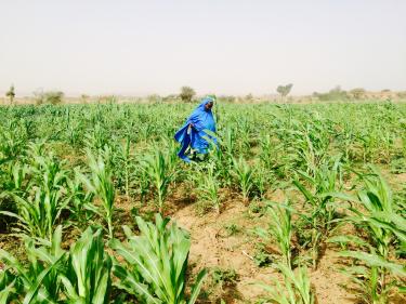 Une femme qui marche dans son champ au Niger