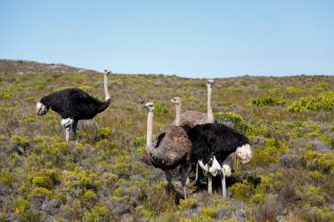 Ostriches from South Africa