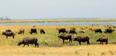 Parc National de Murchison Falls 