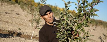 Man tending to trees in his orchard in Aral Sea area of Uzbekistan