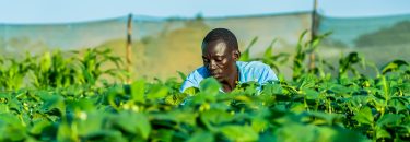 Un jeune Sénégalais travaillant dans une ferme