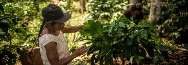 Subvenciones directas para pueblos indígenas