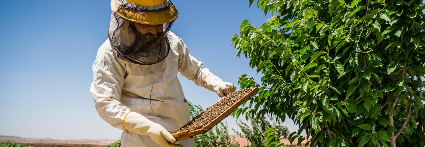 Beekeeper in Afghanistan