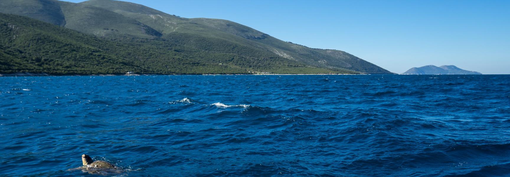 Turtle swimming in the waters of Karaburun Sazan Peninsula, the first and only national marine park of Albania
