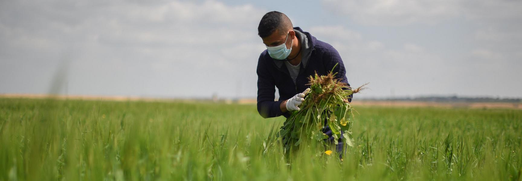 Farmer in the field in Palestine (State of)