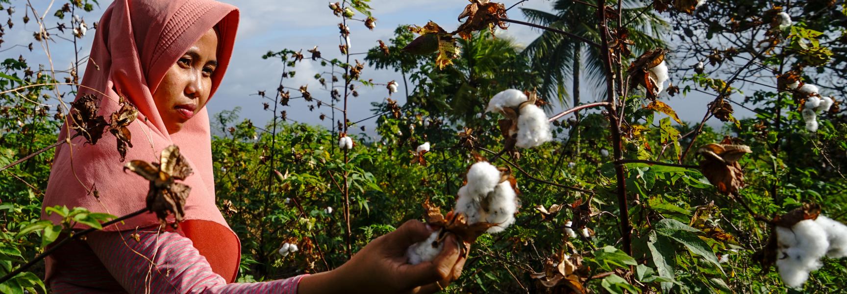 Mujer recolectando algodón en Indonesia