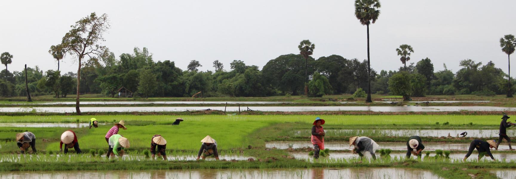 Agricultores en Lao RDP