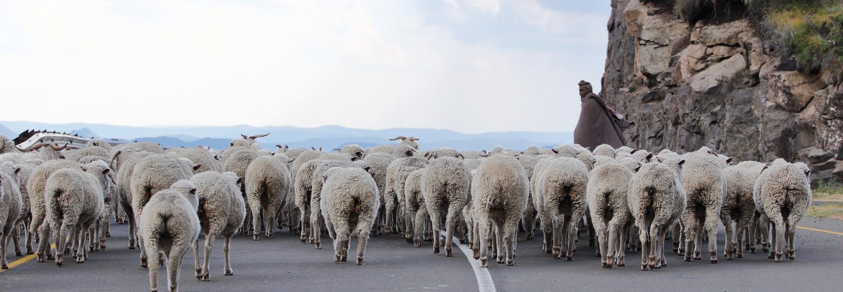 Pastor con un rebaño de ovejas en Lesotho