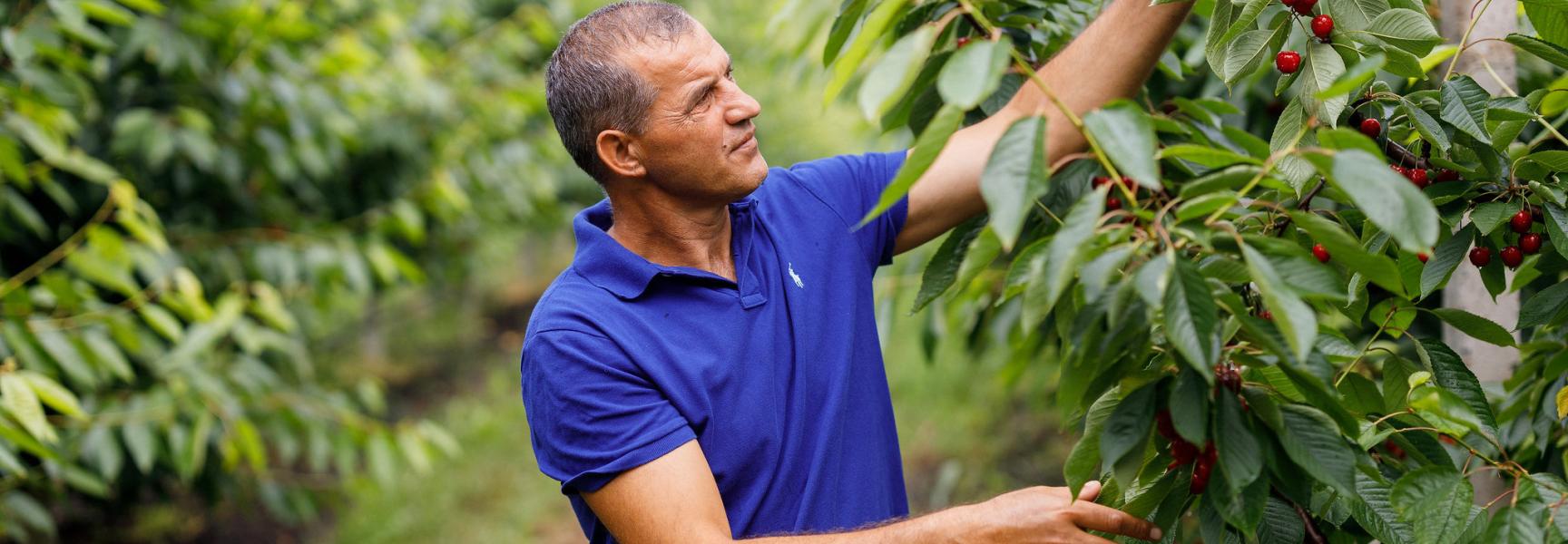 Man picking organic cherries in Moldova