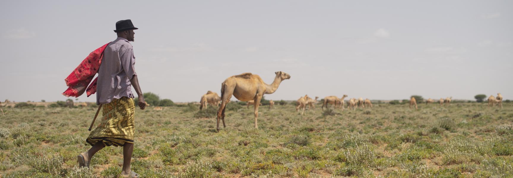 Hombre con manada de camellos en Somalia