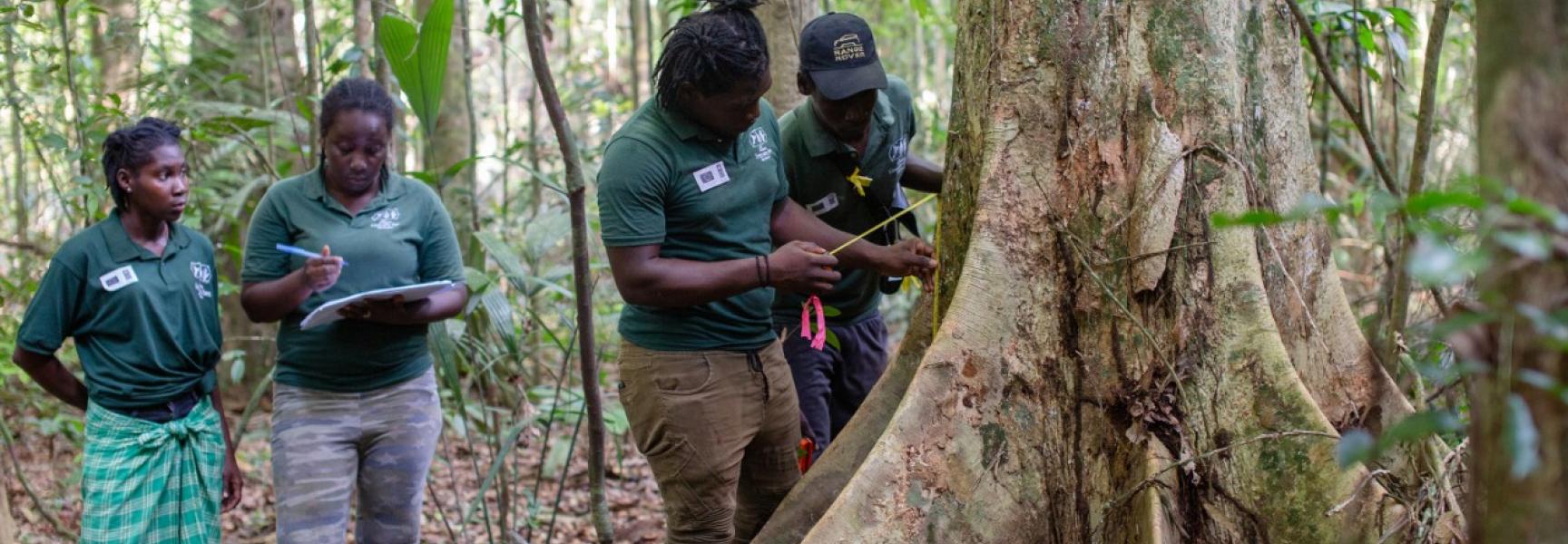 cuidadores de bosques examinando árboles en Suriname