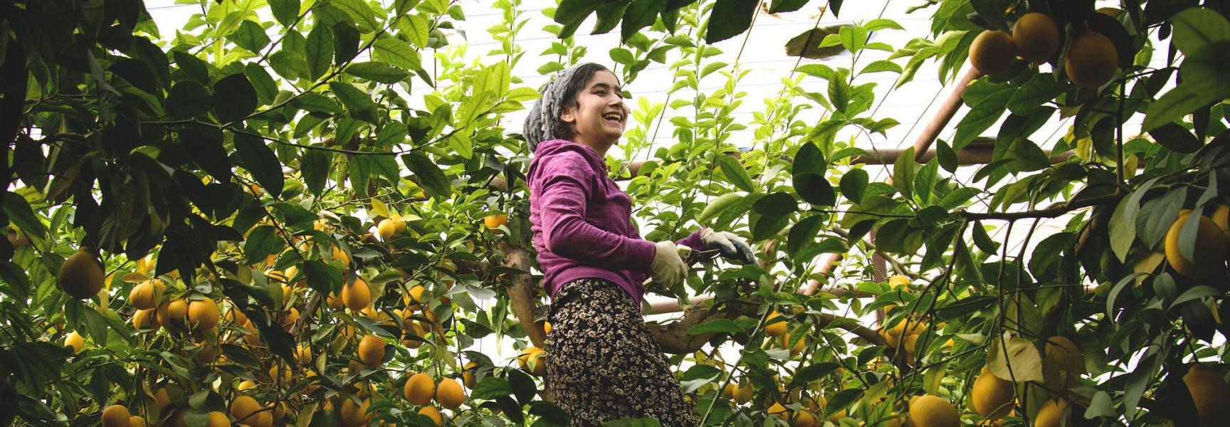 Woman picking fruit in Tajikistan