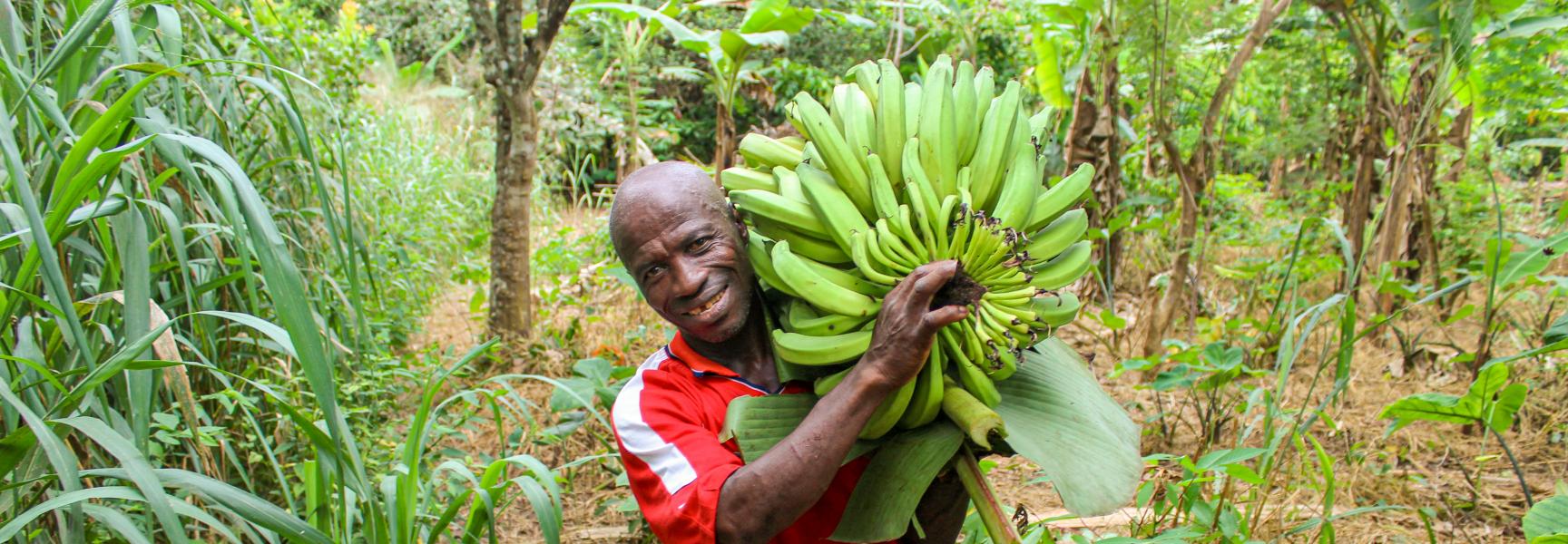 Hombre recolectando bananas en Ghana