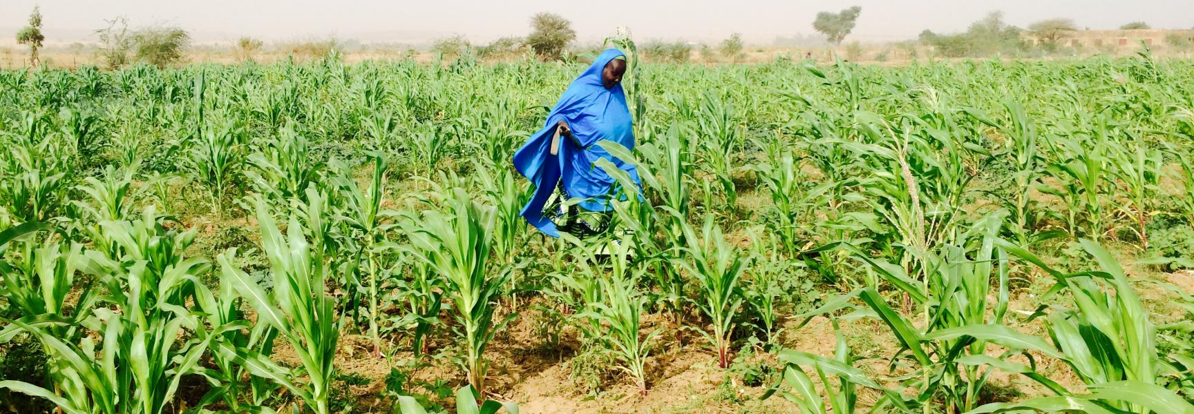 Une femme qui marche dans son champ au Niger