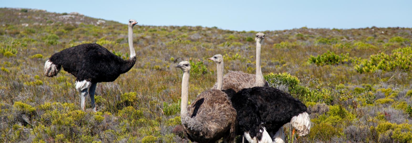 Ostriches from South Africa