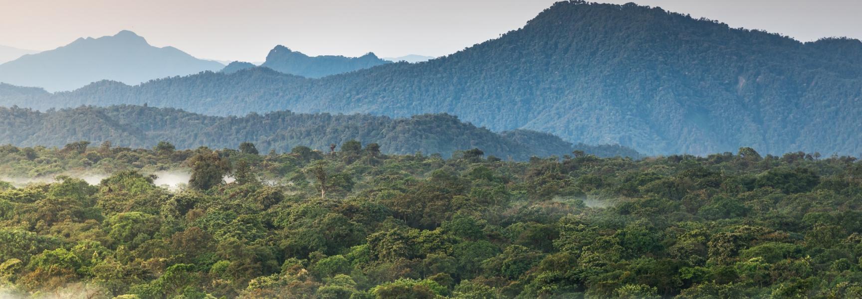 paisaje de bosques en Colombia