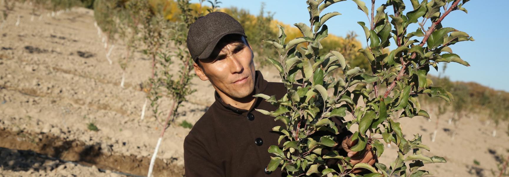 Man tending to trees in his orchard in Aral Sea area of Uzbekistan