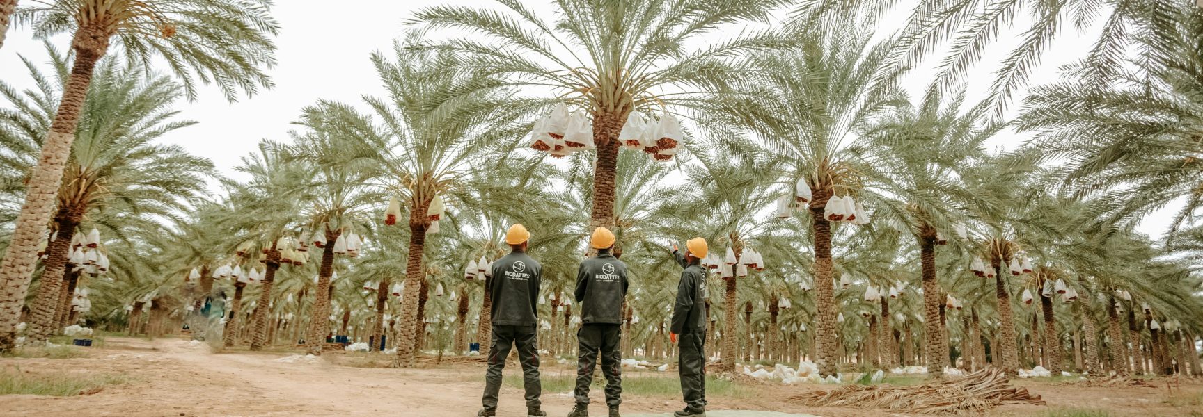 Algérie