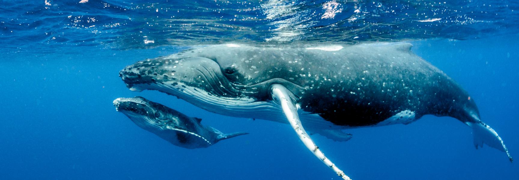 Whale in Tonga