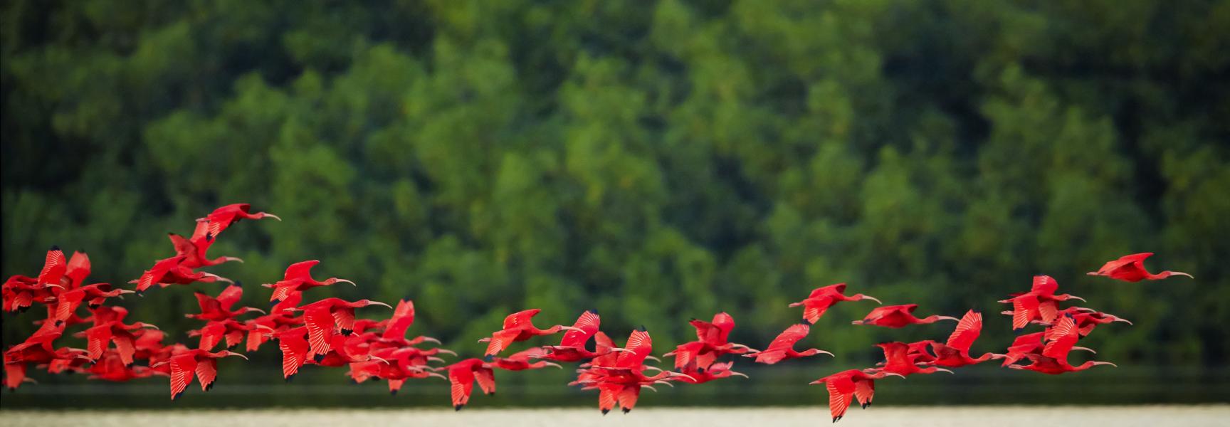 Des oiseaux rouges volant au-dessus de l'eau à Trinité-et-Tobago